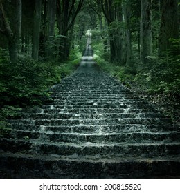 stone stairs in deep forest