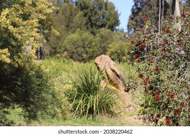 Stone Statue Between Australian Wattle Bush And Bottle Brush Bush On Sunny Winter Day.