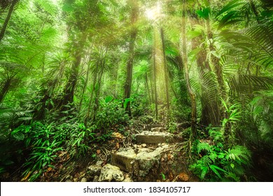 Stone Steps In Basse Terre Jungle In Guadeloupe, Caribbean