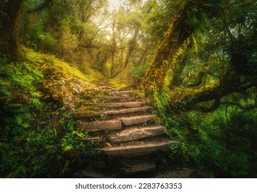 Stone steps in beautiful old tropical forest in fog at sunset in summer. Colorful landscape with stone stairs, trees with green foliage, sunlight in Nepal. Enchanted forest. Beautiful nature. Wood - Powered by Shutterstock