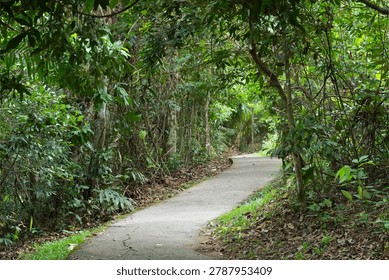  stone  steps footpath in the  forest