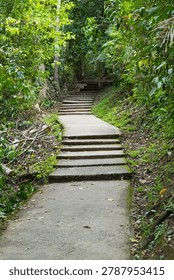  stone  steps footpath in the  forest