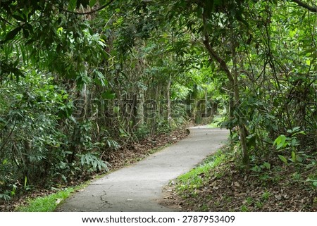  stone  steps footpath in the  forest
