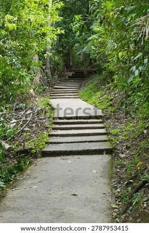  stone  steps footpath in the  forest