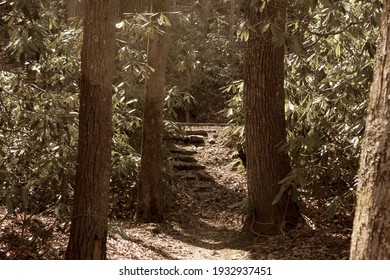Stone steps in the forest