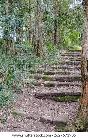 Stone steps on a forested path at Mount Keira public lookout, surrounded by lush greenery and tall trees. A peaceful outdoor trail inviting exploration and nature walks
