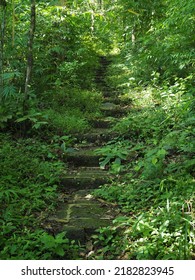Stone steps path leading through lush jungle selective focus
