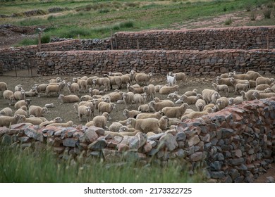 Stone stockyard protects and contains the sheep in the Argentine puna.