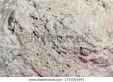 Stone texture with elements of the remains of ammonites, extinct cephalopods. Stones of the relict mountain Shihan Shah Tau.