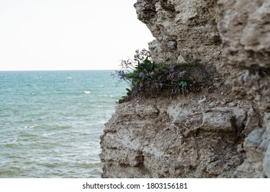 stone texture, rocks close up for background