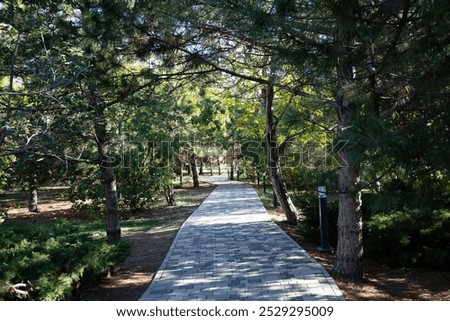 stone tile path in the walnut grove of Anapa