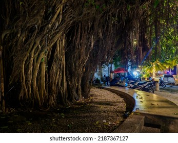 Stone, Town, Zanzibar - Feb 2021: A Giant Fig Tree In The Center Of Stone Town. Tanzania. Africa