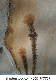 Stone With Two Manganese Oxide Flowers

