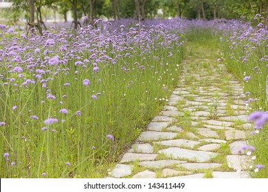Stone walkway with grass through flower field