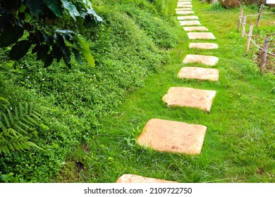 Stone walkway in the green garden.