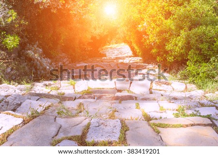 A stone walkway surrounded by trees