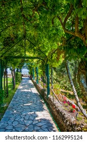 Stone Walkway Under Grape Arbor