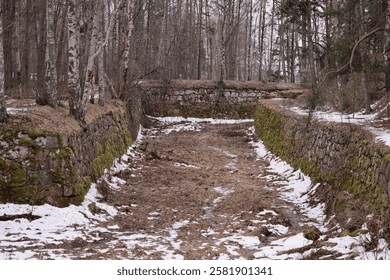 Stone wall in a dense forest.