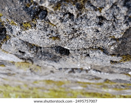 stone wall dividing the backyard