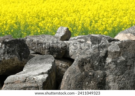 Stone wall during the summer. Close up. Yellow background with a canola or rapeseed field. 