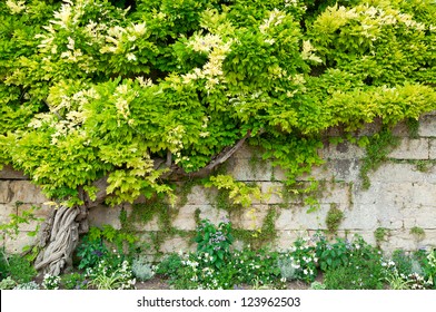 Stone wall and green wisteria
