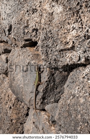 Stone wall illuminated by sunlight in the nature. Green lizard on the warm surface of the rock. Santa Maria Magdalena, Madeira, Portugal.