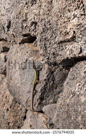 Stone wall illuminated by sunlight in the nature. Green lizard on the warm surface of the rock. Santa Maria Magdalena, Madeira, Portugal.