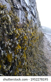 A stone wall on a muddy beach at the seashore. Damp green and brown bladderwrack seaweed hanging limply.