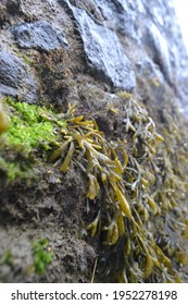 A stone wall on a muddy beach at the seashore. Damp green and brown bladderwrack seaweed hanging limply.
