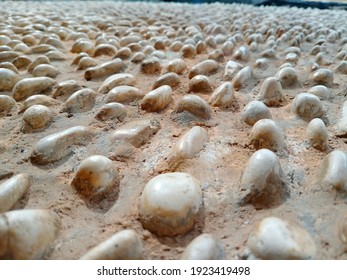 Stone, White, Oval, Beach, Macro, Closeup