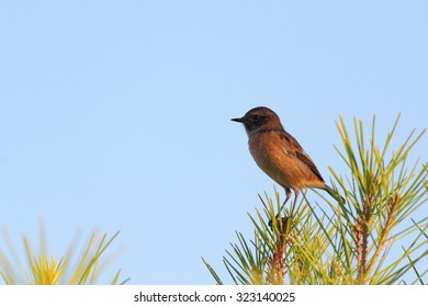 Stonechat