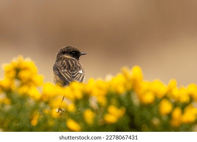 Stonechat bird perched on beautiful yellow and green gorse - Powered by Shutterstock