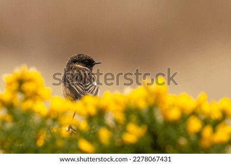 Stonechat bird perched on beautiful yellow and green gorse