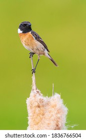 Stonechat male bird, Saxicola rubicola, close-up in the morning sun perched on reed flower Typha latifolia