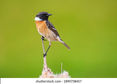 Stonechat male bird, Saxicola rubicola, close-up in the morning sun perched on reed flower Typha latifolia