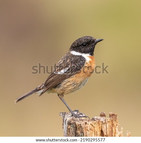 Similar – Image, Stock Photo Pretty bird Beautiful Life