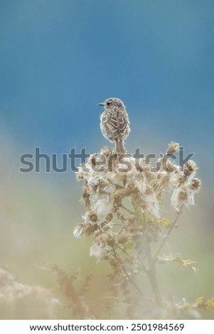 Similar – Image, Stock Photo Bluethroat Safari Biology