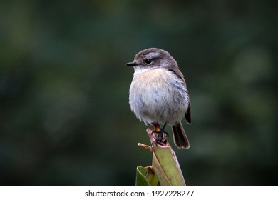 Réunion Stonechat or Tec-Tec (Saxicola tectes), female, Réunion