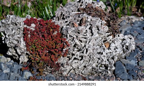 Stonecrop ground cover, succulent plant growing on rocks and poor soils. Decorates garden slides, stone gardens. Perennial with fleshy reddish-brown leaves. Grows without care, watering and rain.