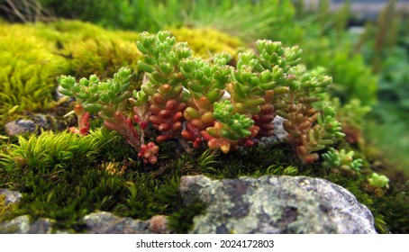 Stonecrop and moss growing on the rocks