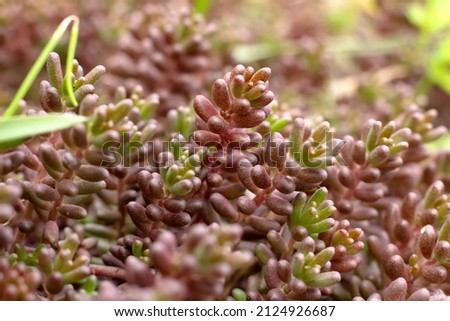 Stonecrop, or Sedum rock or Sedum rupestre is a species of succulent plants of the genus Sedum of the family Crassulaceae.