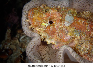 Stonefish is lying on the coral, Tepekong, Bali