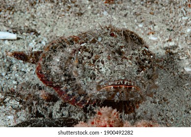 1,579 Stonefish Images, Stock Photos & Vectors | Shutterstock