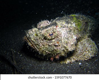 1,579 Stonefish Images, Stock Photos & Vectors | Shutterstock