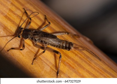 Stonefly Nymph