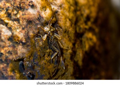 Stonefly Nymph Crawling Up A Rock