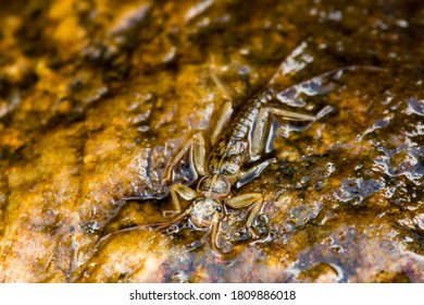 Stonefly Nymph On A Rock