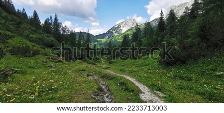stonepath in the green mountainforest