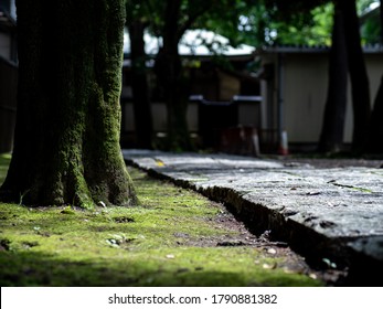 Stone-paved paths and moss-lined trees. A scene from a Japanese shrine.