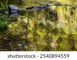 Stones in calm water that mirrors green trees and grass vegetation on bank. River Kamenice, Palacky trail, Czech republic.